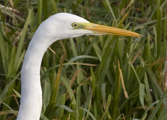 Grotezilverreiger311008L